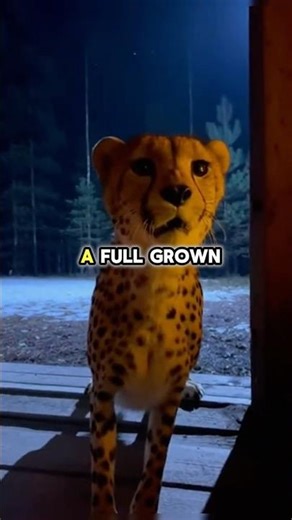 The cheetah saved his life🐆❤️‍🩹