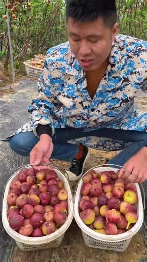 Fresh Natural Figs Farming Harvesting #Agriculture #Fruit #FruitFarming #FruitHarvest #Farmer