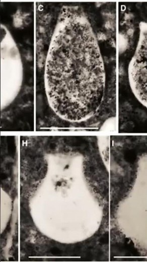 Understanding the evolution of species #science #documentary