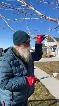 Never prune your tree like THIS! #Tree #Trees #TreeCare #Arborist #Pruning #Education #Landscape