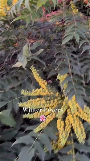 Winter Loving Plants // Mahonia Fragranced Flowers