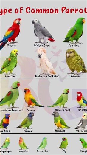 ALL TYPES OF BEAUTIFUL PARROT