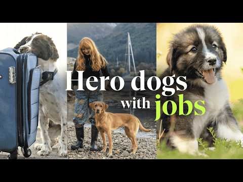 Hero dogs helping to save the planet