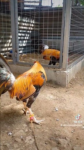 Pumpkin sweater broodstag💛