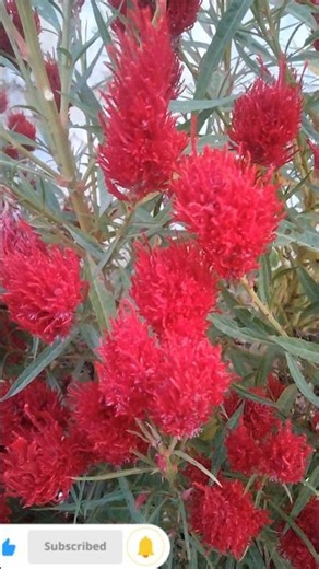 good morning❤️❤️