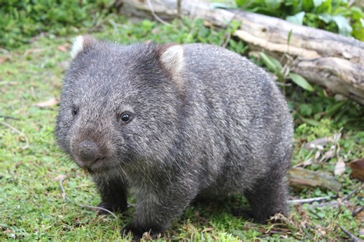 Rescued baby wombat gets a gentle massage
