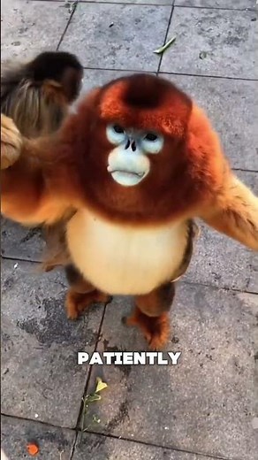 The Gentle Golden Snub-Nosed Monkey: Nature’s Most Polite Primate