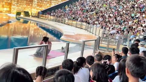 Zoo staff trick volunteer into sit-up contest with walrus during show