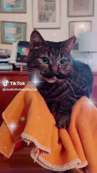 MY LOVE #thebeatles #cat #paulmccartney