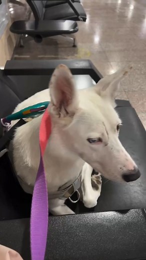 🐶Pet pick-up and drop-off service, with customized transportation solutions. · Pets allowed in airplane cabin · 24-hour care for safety and convenience · Assistance with international pet paperwork · We help bring your pet to/from any country, significantly reducing shipping costs -Why Choose Our PetFly? ✅ 9 years of experience with 100% safety record! 🌏 Trusted service covering 200 countries worldwide 🎯 Professional team with zero-risk guarantee! ✨ Customized travel solutions for every pet W