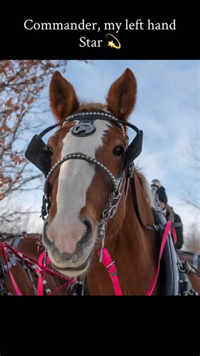 Commander is my 10 year old registered Belgian gelding. I raised & trained him here on my farm. He has a huge impact here at Star Belgians being my left hand wheel horse, my steady eddy for training colts, and also my trail horse. He’s an all around been there done that! His quirks are-do not hold him while he’s working! He gets very angry and will bite! He is his own personality he’s going to do the job and do it very well but he’s going to have attitude while doing it! 💙💙💙 💫 🐴 | Star Belg