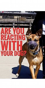 720K views · 2.9K reactions | People always talk about the reaction of their dog to things but we usually forget how important our reaction to the dog's reaction is! | Pack Leader Dog Psychology & Behavior | Facebook