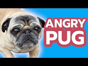Pug Gets ANGRY 😱 Dog BARKING Noises (BEST Pug Clips)