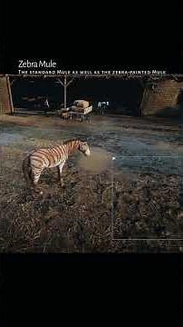 RDR2 • Zebra Mule Locations • Red Dead Redemption 2