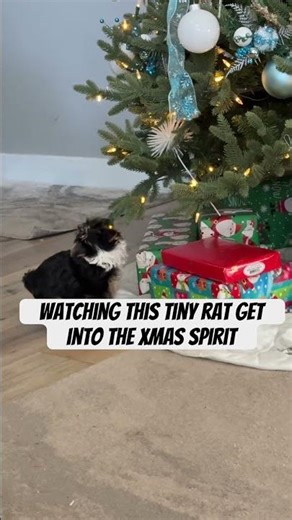 Teacup Yorkie getting into the Christmas spirit