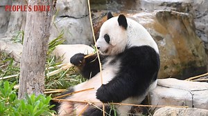 Just another relaxing day for giant pandas with their favorite food at Nanning Zoo in south China's Guangxi! | People's Daily, China