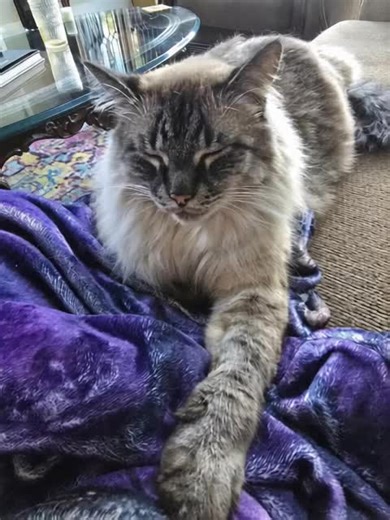 This is Casper, my familiar and constant supervisor. He guards the energy, absorbs the nonsense, and reminds me to rest when I forget I’m human. Now let’s see your familiars. Show them off and tell me how they support your majick, protect your space, or keep you grounded when the world gets loud. Every witch knows: familiars aren’t pets. They’re partners. Darkwitchery.com # catscatscats $catsontiktock #witchlife #DarkWitch #witchtok #ShadowMajick #witchcraft