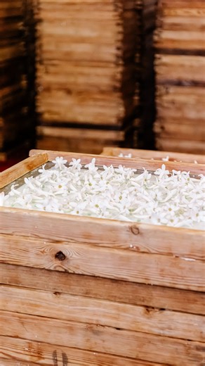 MATIERE PREMIERE on Instagram: "Enfleurage is a traditional Grasse extraction method, now only used exceptionally. Every day, we bring freshly picked tuberoses from our field to a nearby factory in an open basket, preserving the integrity of each petal. The flowers are placed by hand, one by one, on trays of vegetal wax, which slowly absorb their scent over several days. Fresh flowers are added repeatedly until the wax is fully saturated. From this wax, a perfume oil is drawn. It is the truest e