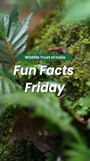 1K views · 11 reactions | #FunFactsFriday Dancing Frogs is a newly described species of frogs, highly endemic to the western ghats in Southern India. They are particularly vulnerable to changes in habitat and environment, and a key indicator species for the health of the ecosystem they are a part of. | Wildlife Trust of India | Facebook