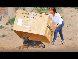 Best New Video - Super Huge Box vs Sleeping Dogs Prank 2021 Credit : https://www.youtube.com/watch?v=DomRs6UkQqY | JingPrank