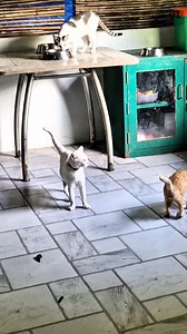 6.3K views · 333 reactions | Mama cat and her kittens are doing better. They will be up for adoption when they are ready. Please LIKE, FOLLOW, SHARE, and SUBSCRIBE to Mama's Cradle Animal Sanctuary ❤️ #cat #cats #kitten #kittens #kitty #pusa #puspin #catlover #catlovers #rescue #rescuecats #catsofinstagram #catsofinsta #catstagram #catsoffacebook #furmom #rescuer #caregiver #follower #followers #highlights #MamasCradleAnimalSanctuary | Mama's Cradle Animal Sanctuary | Facebook