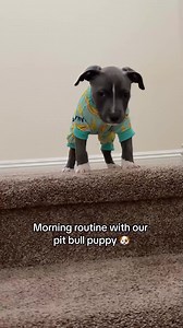 Morning routine 🐶🩵 #puppy #morning #morningroutine #routine #dayinmylife #Vlog #puppies #fyp #vlogs | beautiful dogs lover