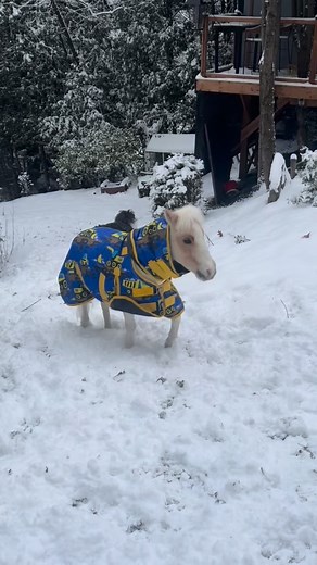 Un mini cheval qui comprend tout… et qui répond vite! 😅🐴 Pascal : “non”, “oui”, debout, tourne, salut… en quelques secondes! A tiny horse with BIG obedience! 😅🐴 Pascal: “no”, “yes”, stand up, turn, bow… all in seconds! #ToutousPoilus #Zootherapie #AnimalTherapy #PetTherapy #AnimalAssistedTherapy #TherapyAnimals #TherapyPets #FamilyMoments #GrandmaLife #CuteAnimals #HappyMoments #BirdTherapy #FamilyVacation #VacancesEnFamille #BackToWork #FinDesVacances #MomentsMagiques #MomentsDeDouceur | An