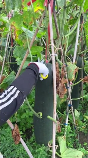 Big Pumpkin Cear #agriculture #vegetables #farming #shorts