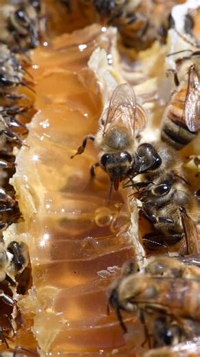 Even while being walked on, these bees can’t stop themselves from indulging in this golden honey! 🍯🐝 #california #bees #honey #beekeeper #beekeeping #nature #insects #animals | California Bee Company