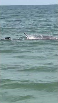 Sharks Attack Dolphin Near New Jersey Beach