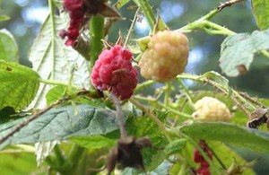 How to Prevent Raspberry Worms