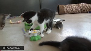 19K views · 172 reactions | They love their butterfly rotating toy!...