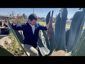 I learned how to make pulque in Mexico