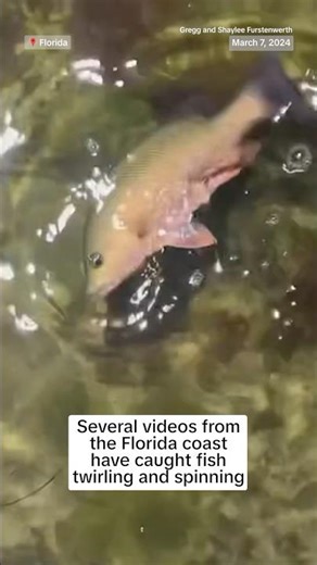 The government is investigating Florida Fish and Wildlife reports of ‘abnormal fish behavior’