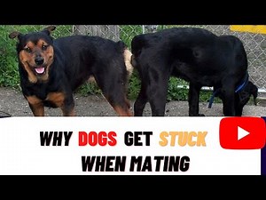 Why Dogs Get Stuck When Mating