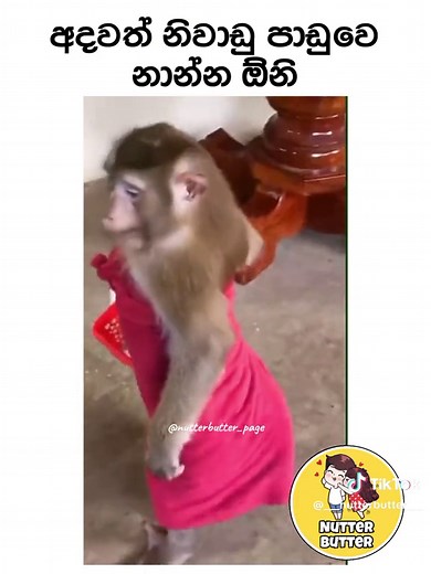 Nutter - Butter on TikTok
