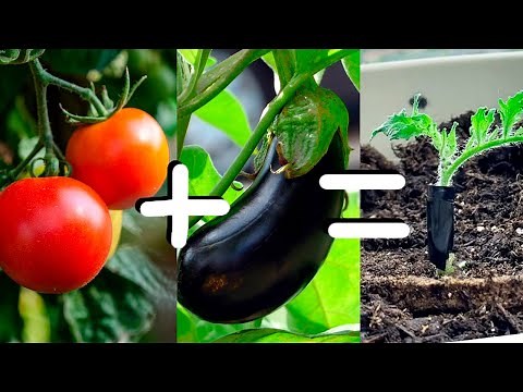 Grafting Tomato onto Eggplant Rootstock - How Easy Is It?