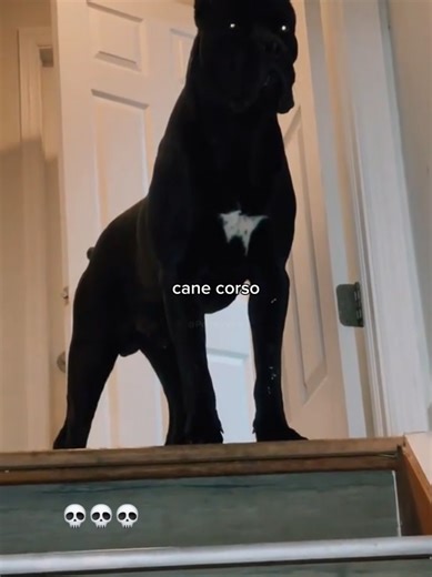 Understanding the Cane Corso: The Gentle Giant