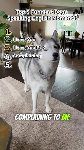 Ranking Funniest Dogs Speaking English Moments!