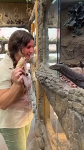 103K views · 5.3K reactions | Well somebody was hungry… This is a black dragon aka the melanistic Asian water monitor, these guys are actually the 3rd largest species of monitor in the world and as you can see he really enjoys his shrimp  but sometimes he acts like he never has had a meal before lol!臘‍♀️ should I teach him better manners?!樂 | The Reptile Zoo | Facebook