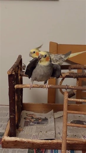 #Cockatiel Impressing His Girlfriend