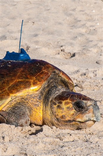 6.9K views · 227 reactions | At Sea Turtle Conservancy, we CARE. Conservation, Advocacy, Research and Education is at the heart of everything we do. And we couldn’t do it without you! Thank you for helping us protect sea turtles and their habitats since 1959! #tourdeturtles #seaturtles #conservation | Sea Turtle Conservancy | Facebook