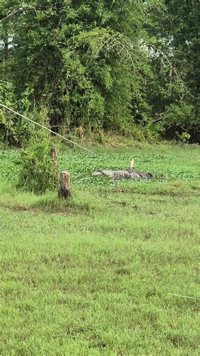 rhino at sauraha #travel #nepal #holiday #sauraha