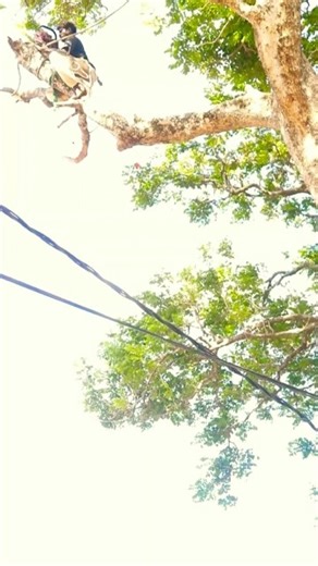 😱 You Won’t Believe This Tree Branch Cutting Trick! 🔥