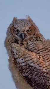 15K views · 953 reactions | A little behind the camera view as I photographed this Great Horned Owl below Arizona’s Superstition Mountains. | Jeremy Johnson Photography | Facebook