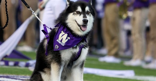LIVE UPDATES: Weber State at Washington (Huskies Get Big Win In Season Opener)