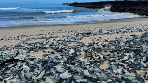 Bizarre sea creatures wash ashore on California coast