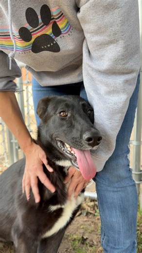 Iris is a 9-month-old lab who just came to Massachusetts all the way from Alabama to find her dream home! Meet her at Dakin! We’re open Tuesday - Saturday from 12:30 - 3:00! | Dakin Humane Society