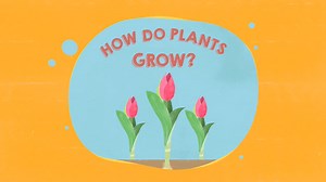 KS1 Science - Plants: How do plants grow?