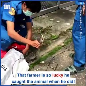 8.2M views · 24K reactions | This HUGE python was caught feasting on a farmer's duck!  via ViralPress | Daily Mail Video | Facebook